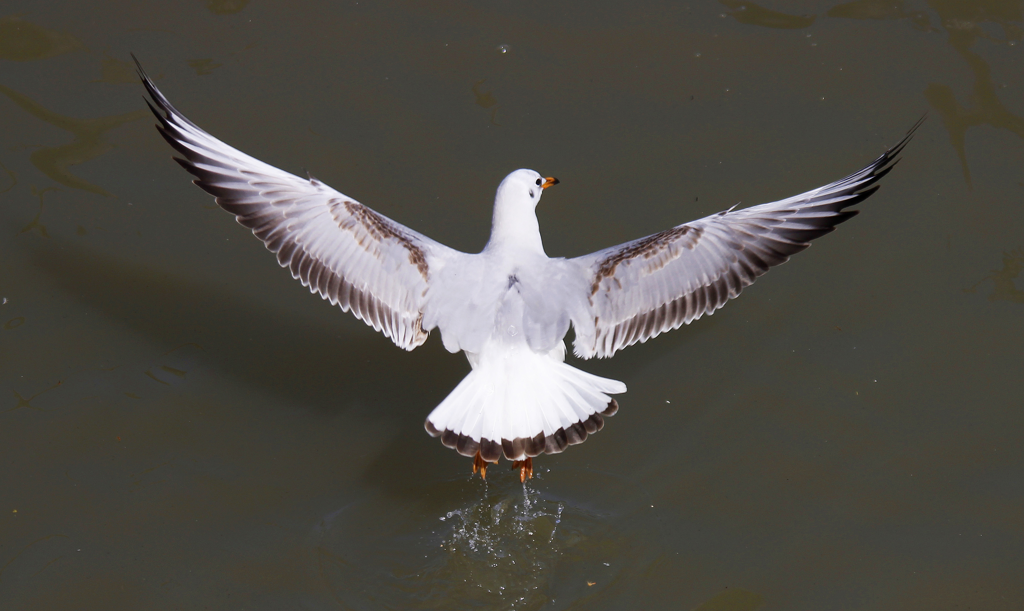 Black-headed Gull